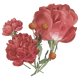 Flower icon_Design 3